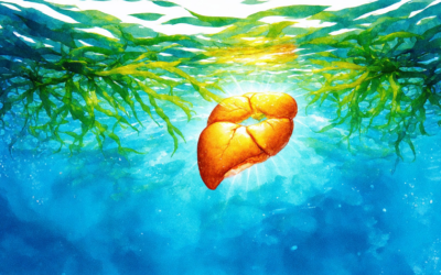Exploring ZRadical Fucoidan: Benefits, Daily Dosage, and Liver Health Insights